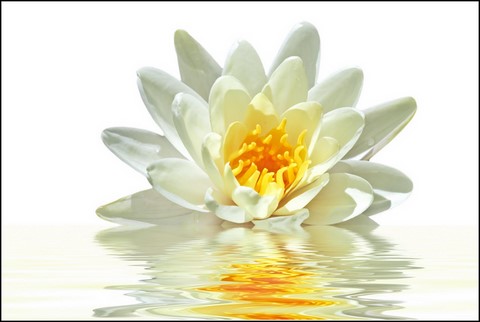 lotus